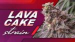 Buy Lava Cake Jungle Boys Online USA