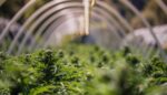 Buy Sexxpot online USA