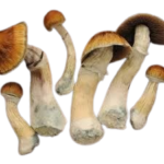 Buy Blue Meanie Mushroom online